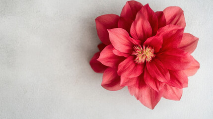 Aufkleber - A single, vibrant coral clematis flower blossoms against a neutral gray backdrop, showcasing its delicate petals and intricate center. : Generative AI