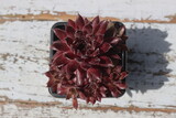 rojnik Plum Frosting Sempervivum śliwka