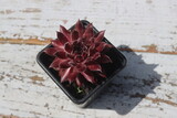 rojnik Plum Frosting Sempervivum śliwka