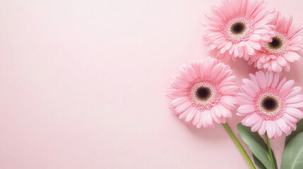 Aufkleber - Pink gerbera daisies arranged on a pale pink background, creating a delicate and feminine floral composition, perfect for greeting cards or feminine branding. : Generative AI