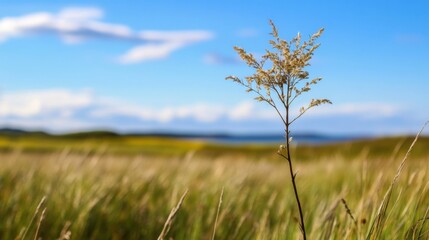 Poster - Single dried plant stands tall in a field of tall grasses under a bright blue sky with fluffy white clouds, creating a serene landscape. : Generative AI