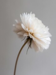 Fototapete - Single delicate off-white flower with a slender stem, elegantly posed against a muted gray backdrop.  The soft petals create a serene and minimalist aesthetic. : Generative AI