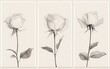 © Suyono - Three elegant monochrome rose illustrations, in a minimalist design, with a delicate line style and soft color palette.