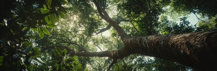 Aufkleber - Sunlight filters through lush green canopy, illuminating the massive trunk and branches of a large tree in a dense forest. : Generative AI