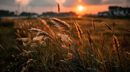 Poster - Golden hour sunset illuminates tall grasses in a field, creating a warm and serene landscape scene. : Generative AI