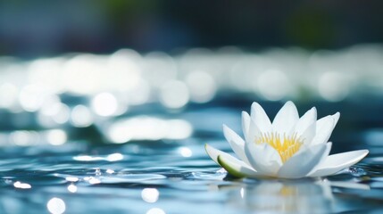 Poster - Serene white water lily floats gently on a calm, blue pond, sunlight reflecting on the water's surface, creating a peaceful and tranquil scene. : Generative AI