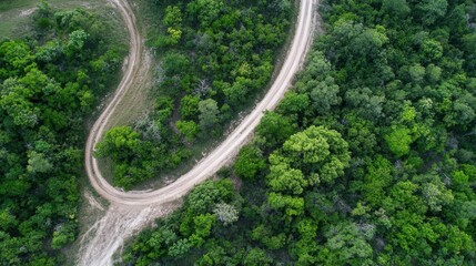 Leinwandbilder - Aerial view of a winding dirt road curving through a lush green forest, showcasing the vibrant foliage and natural landscape from above. : Generative AI