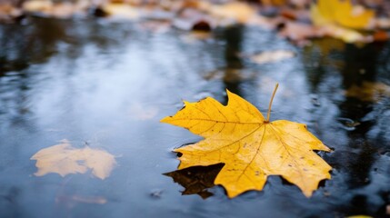 Poster - Single yellow maple leaf floats gently on dark, still water, autumn leaves blurred in background, showcasing tranquility and seasonal change. : Generative AI