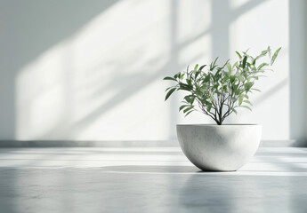 Leinwandbilder - A small green plant in a round, white concrete pot sits on a light grey floor, bathed in soft sunlight streaming through a nearby window. : Generative AI