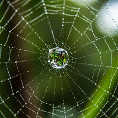 spider web with dew drops