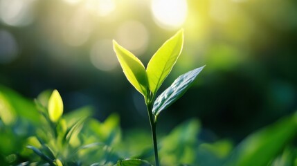 Aufkleber - A vibrant young tea plant sprout basks in the warm sunlight, its bright green leaves illuminated, showcasing new growth and the promise of spring. : Generative AI