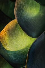 Fototapete - Close-up view of overlapping succulent leaves, showcasing vibrant green and dark teal hues illuminated by sunlight, revealing intricate texture details. : Generative AI
