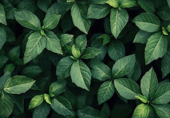 Poster - A lush overhead view of vibrant green foliage, showcasing the intricate details of numerous leaves densely packed together, creating a rich texture and deep emerald tone. : Generative AI