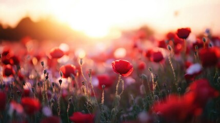 Poster - a single red poppy stands out in a field of poppies at sunset, bathed in warm golden light, creating