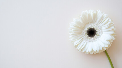 Aufkleber - Single white gerbera daisy on a pale beige background, offering a minimalist floral image perfect for greeting cards or website design. : Generative AI
