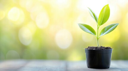 Leinwandbilder - A small green plant seedling in a black pot, sits on a wooden surface against a bright, blurred, bokeh background of yellow and green. : Generative AI