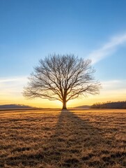 Aufkleber - Silhouette of a lone, leafless oak tree stands in a golden field at sunset, its shadow stretching long across the dry grass under a clear, vibrant blue sky. : Generative AI