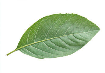 Poster - Single green leaf isolated on white background, showcasing intricate vein detail and vibrant color, perfect for botanical illustrations or nature-themed designs. : Generative AI