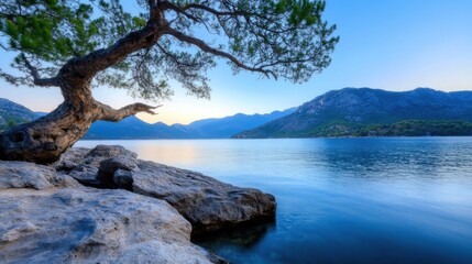 Aufkleber - Serene sunrise over a tranquil bay, showcasing a majestic pine tree leaning over smooth rocks, with mountains in the background. : Generative AI