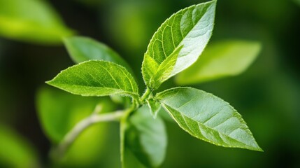 Aufkleber - Closeup of vibrant green leaves on a young plant stem, showcasing detailed leaf texture and fresh spring growth against a blurred natural background. : Generative AI