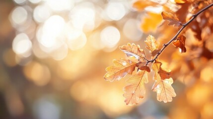 Poster - Golden autumn oak leaves on a branch, bathed in soft sunlight, bokeh background. : Generative AI