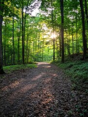 Aufkleber - Sunlit path through a lush green forest, dappled sunlight filtering through the trees, creating a magical atmosphere.  Leaves cover the ground, leading the eye towards a distant horizo : Generative AI