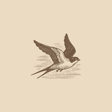 Swallow logo engraving style design template vintage