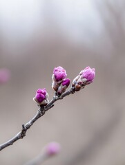 Poster - Three vibrant purple buds emerge on a slender branch, hinting at spring's arrival.  The delicate blossoms are tightly closed, promising a burst of color soon. : Generative AI
