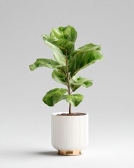 Aufkleber - A fiddle leaf fig plant in a modern white and gold ribbed planter, isolated on a light gray background. The plant is vibrant and healthy, showcasing its large, glossy leaves. : Generative AI