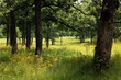 © Serhii - Vibrant Oak Savanna in Full Summer Bloom: A Midwestern Woodland Graced with Wildflowers and Golden Grass