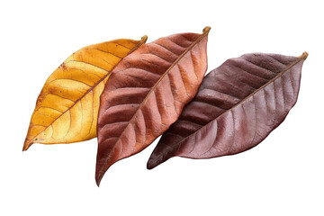 Aufkleber - Colorful autumn leaves arranged together on a white background showcasing vibrant hues of yellow, orange, and brown