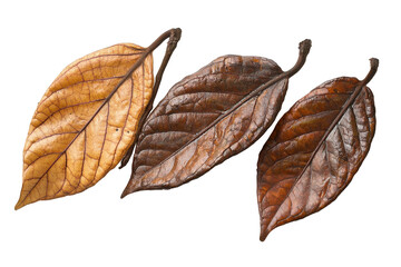 Aufkleber - Colorful autumn leaves arranged together on a white background showcasing vibrant hues of yellow, orange, and brown