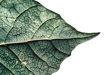 Aufkleber - Detailed close-up of a textured leaf showcasing intricate patterns and vibrant green tones set against a transparent background