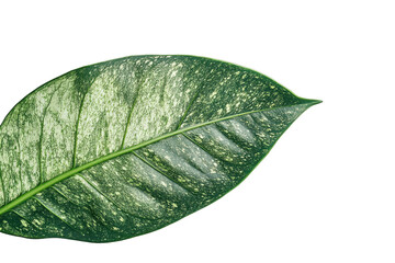 Aufkleber - Detailed close-up of a textured leaf showcasing intricate patterns and vibrant green tones set against a transparent background