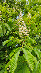 Wall Mural - branches of spring flowering chestnut with white flowers