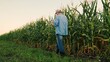 © Victoriia - Farmer walks along field of corn checking harvest. Businessman with tablet walks past field inspecting corn crop. Agriculturist touches corn leaves, cobs checking corn growing process. Worker in field