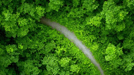 Wall Mural - Pathway Through Lush Green Foliage