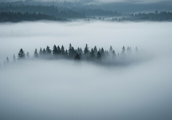  Trees covered in light fog on a mountain slope.