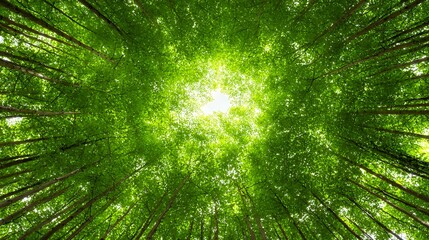 Wall Mural - Lush green forest canopy with sunlight filtering through the leaves