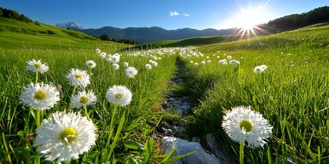 Wall Mural - Stunning landscape featuring white flowers blooming in a field under the bright sun with mountains in the background and a pathway perfect nature scenery