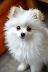 Poster - Adorable fluffy white Pomeranian puppy dog looking directly at the camera, showing its big dark eyes and soft fur.  Close-up portrait of a small, charming canine. : Generative AI