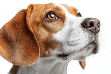 Poster - Close-up portrait of a beagle dog, looking upward with attentive eyes, showcasing its distinctive tri-color coat and soft fur.  The image highlights the dog's facial features and expre : Generative AI