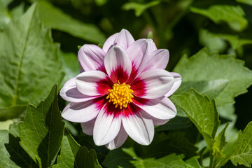 Wall Mural - Close up view of a single bright white, red, and yellow dahlia flower blossom, blooming in an outdoor sunny garden