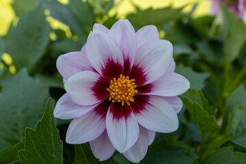 Wall Mural - Close up view of a single bright white, red, and yellow dahlia flower blossom, blooming in an outdoor sunny garden