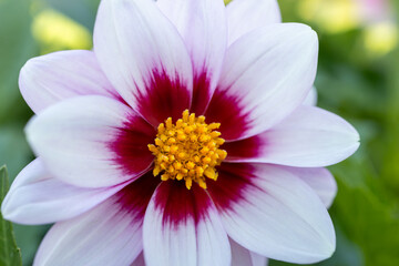 Wall Mural - Close up view of a single bright white, red, and yellow dahlia flower blossom, blooming in an outdoor sunny garden