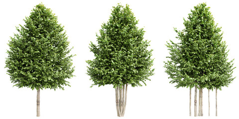 Fototapete - Tilia platyphyllos tree isolated on transparent background.3d rendering