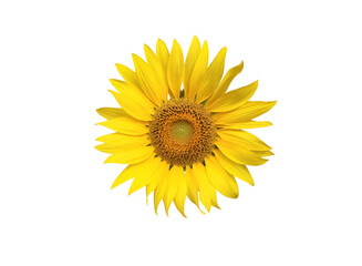 Wall Mural - isolated sunflower head blooming with clipping paths.