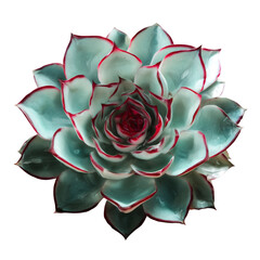 Poster - A close-up shot of a beautiful succulent plant with detailed leaves and a captivating color palette