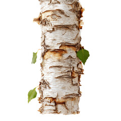 Poster - Close-up of a birch tree trunk with fresh green leaves
