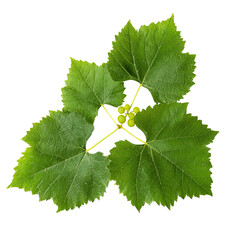Poster - Fresh green grapevine leaves in detail